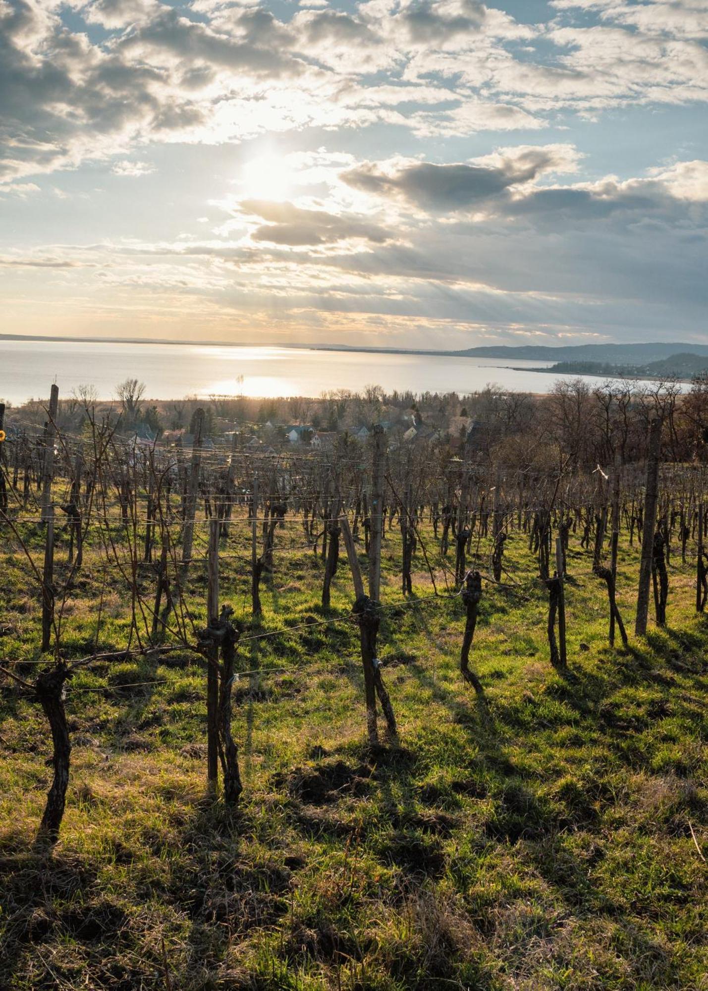 Domaine Edegger - Organic Winery Badacsony Aparthotel Badacsonytomaj Luaran gambar